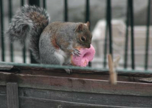 Sloth (USA-2) : The Great Donut Caper